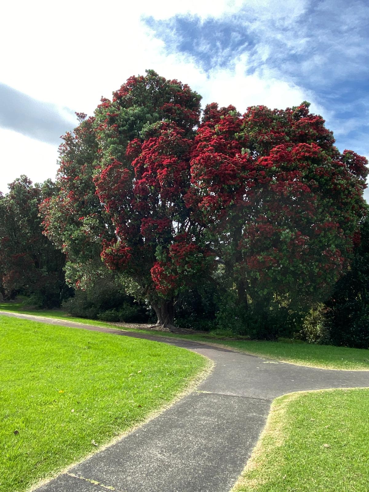 Metrosideros excelsa - Pohutukawa in a park in flower in December