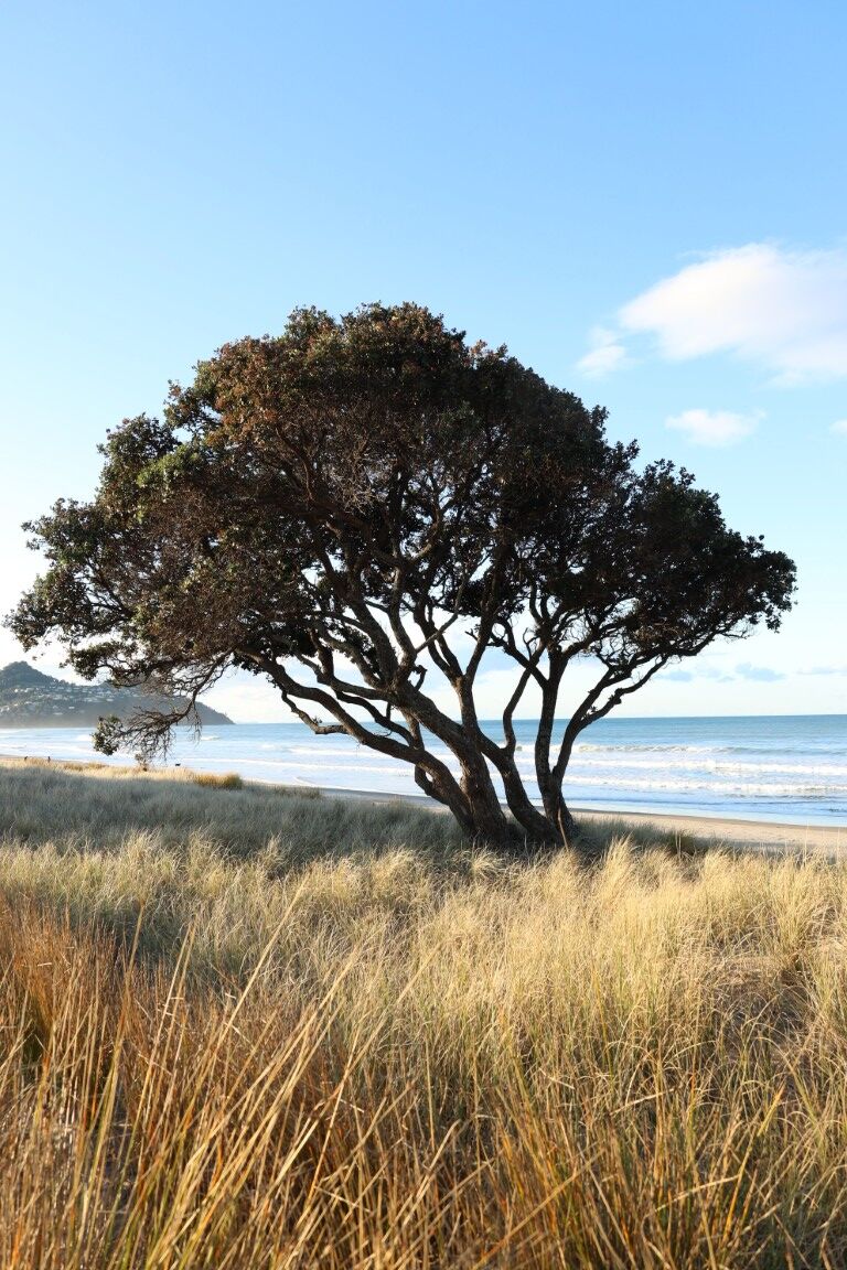 Metrosideros excelsa - Pohutukawa in a coastal setting