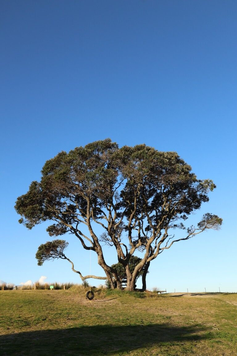 Metrosideros excelsa - Pohutukawa in a coastal setting