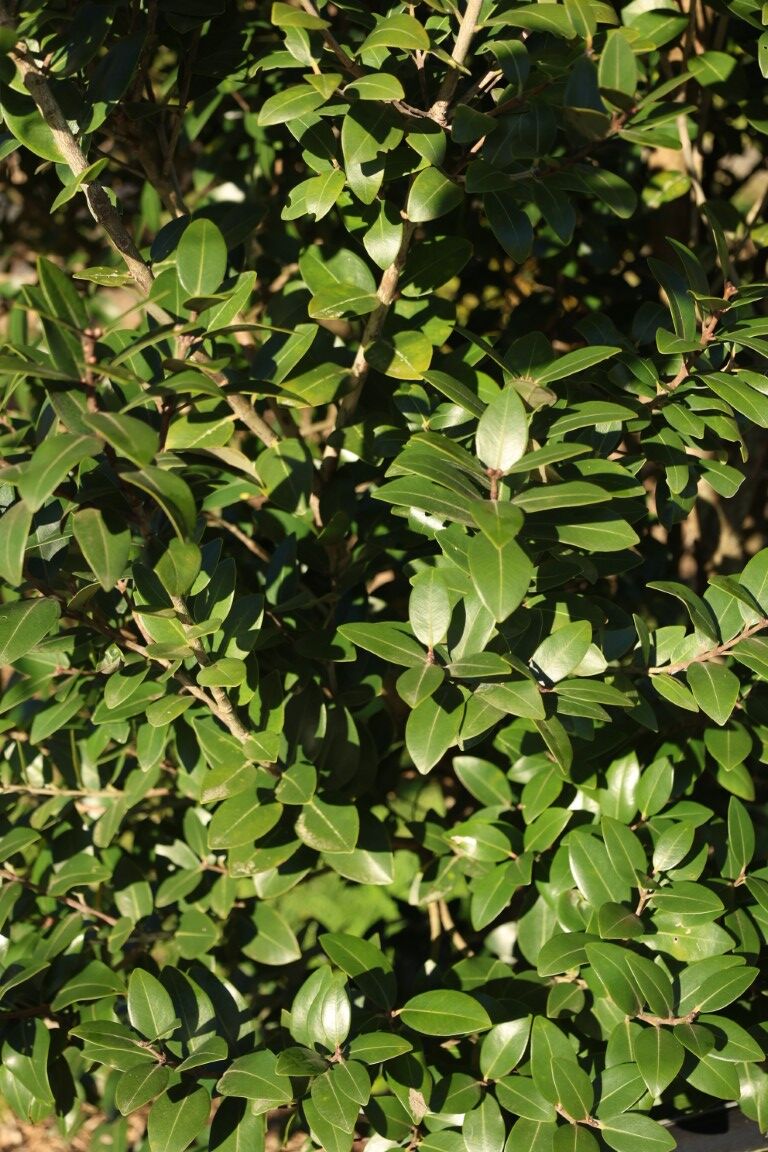 Metrosideros excelsa x robusta 'Mistral' - Pohutukawa mature foliage