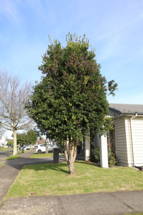 Metrosideros excelsa x robusta 'Mistral' - Pohutukawa tree in Urban street