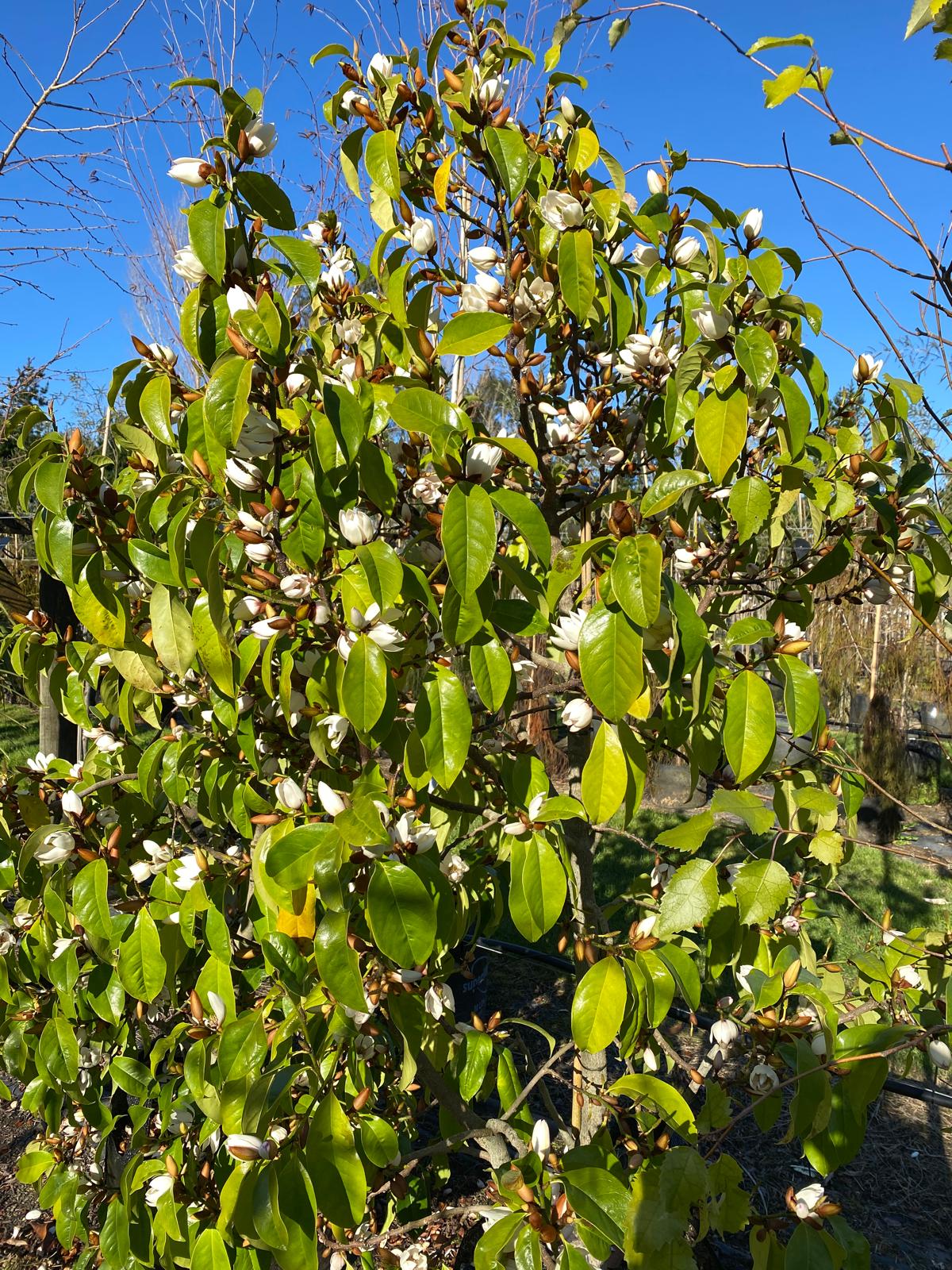 Michelia 'Bubbles' in flower