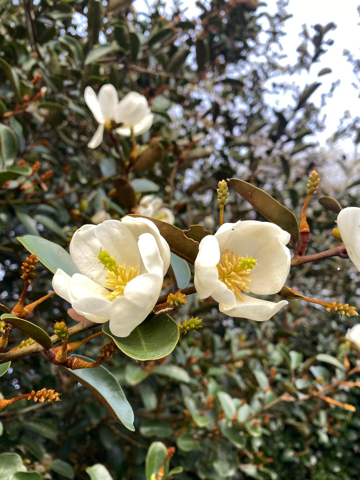 Michelia gracipies white fragrant flowers