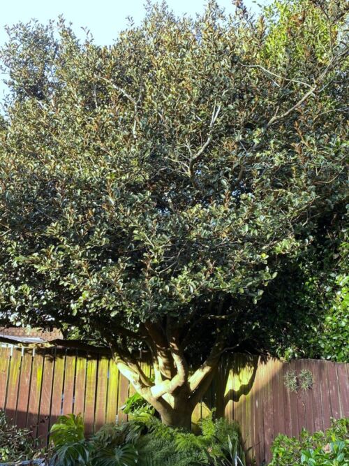 Michelia gracipies tree in an urban garden