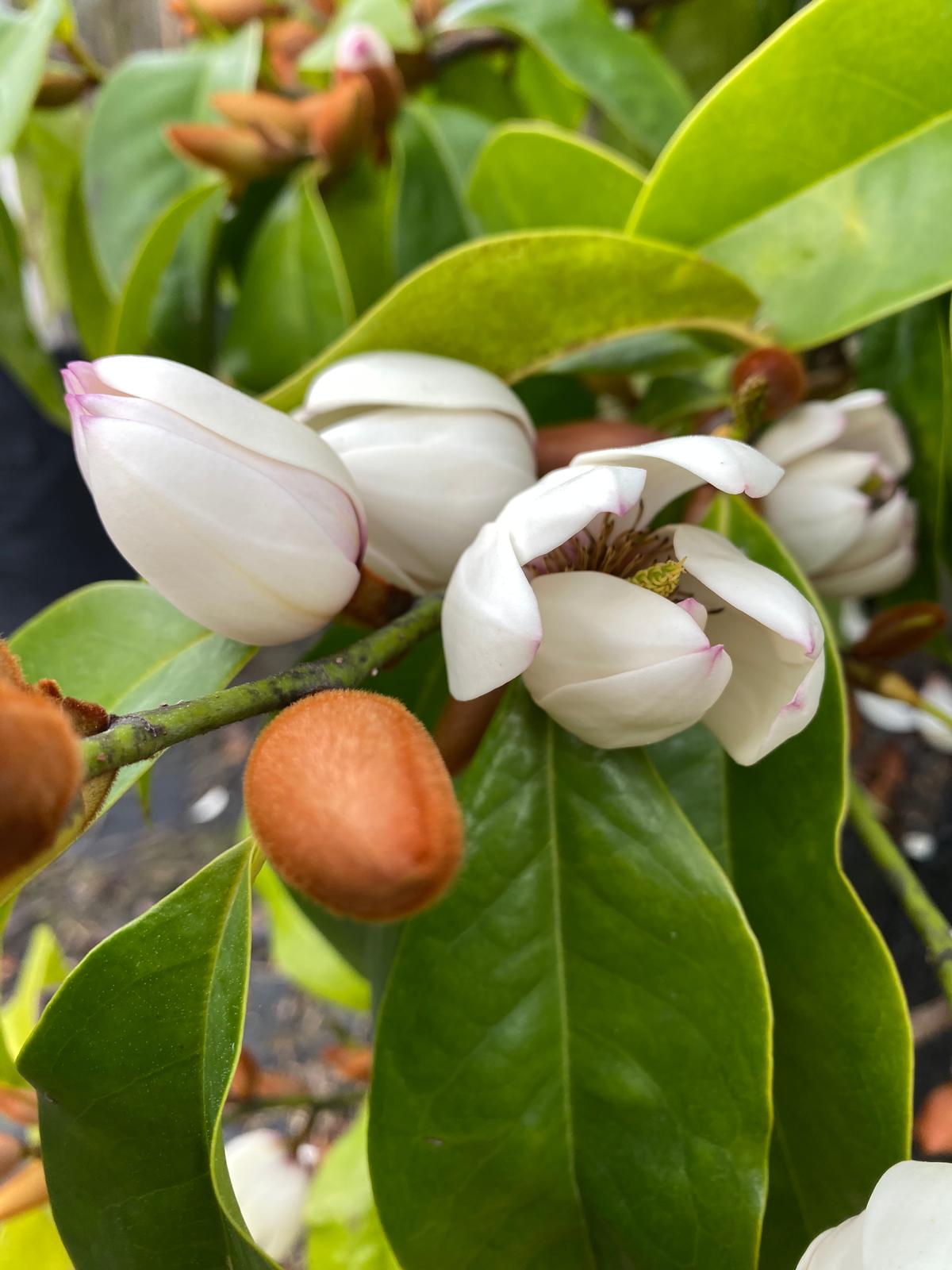 Michelia 'Bubbles' scented white flowers