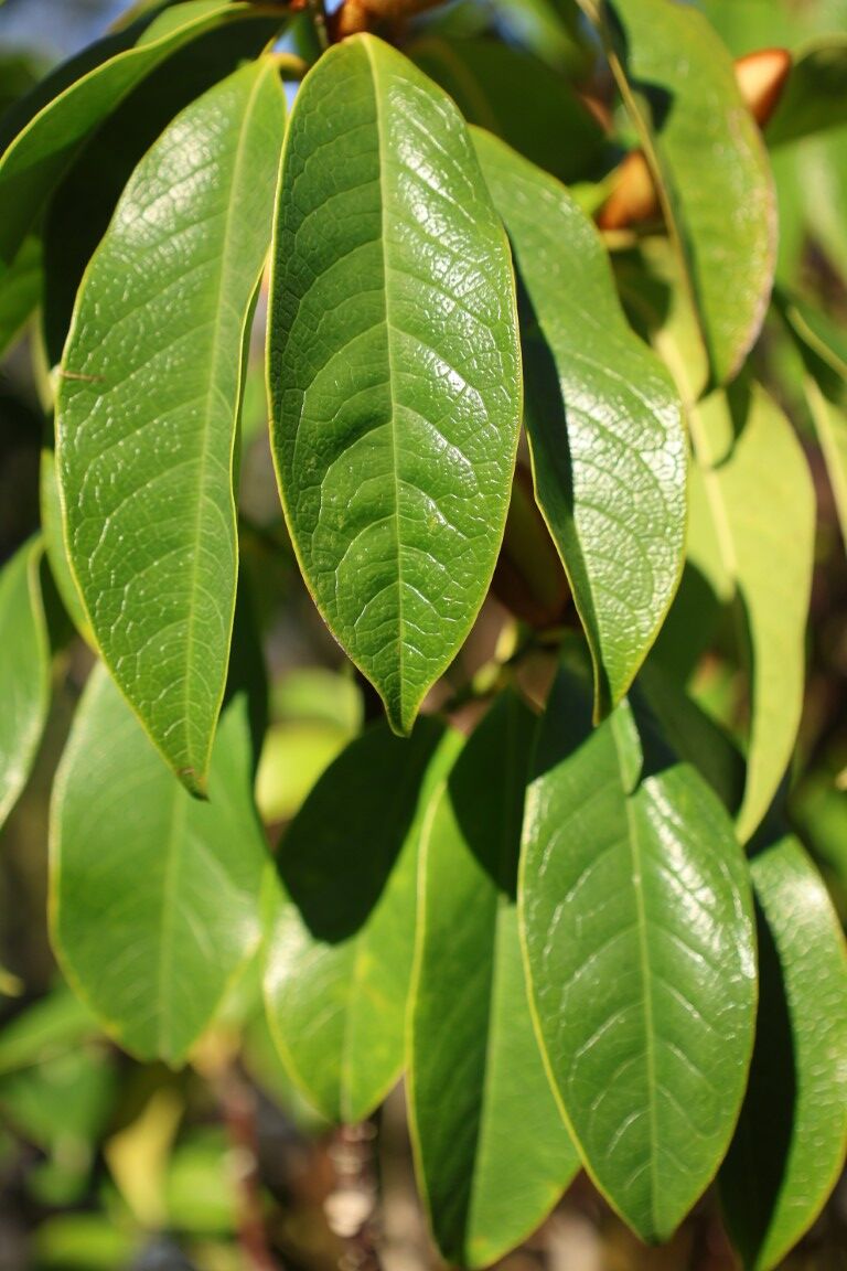 Michelia 'Bubbles' long green leathery leaves