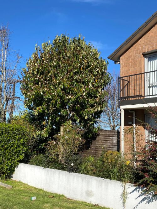 Michelia 'Bubbles' in an urban garden