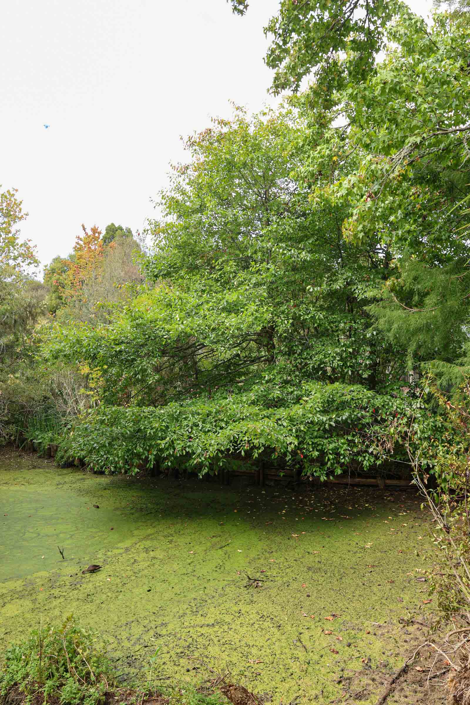Nyssa sylvatica - Black Tupelo by a pond in a park