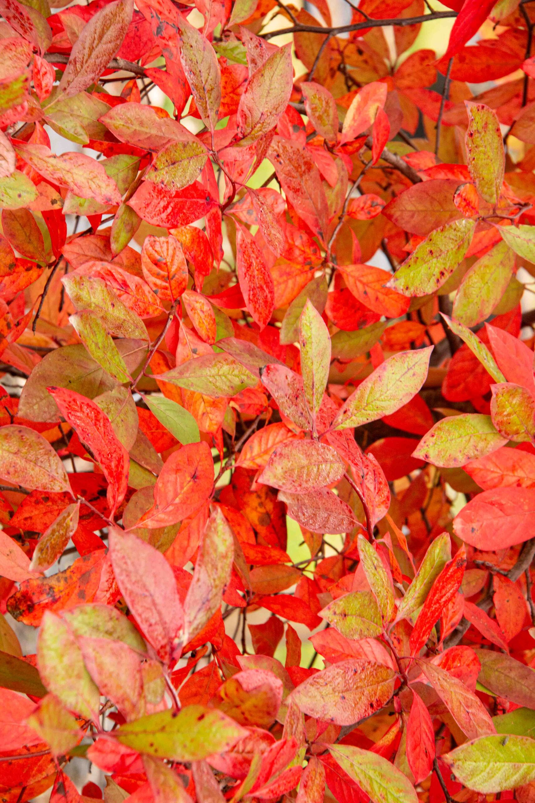 Nyssa sylvatica - Black Tupelo autumn leaves oranges and yellows