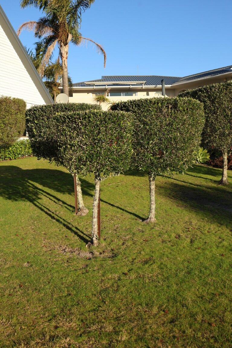 Olea europea - Olive in an urban garden, Topiary