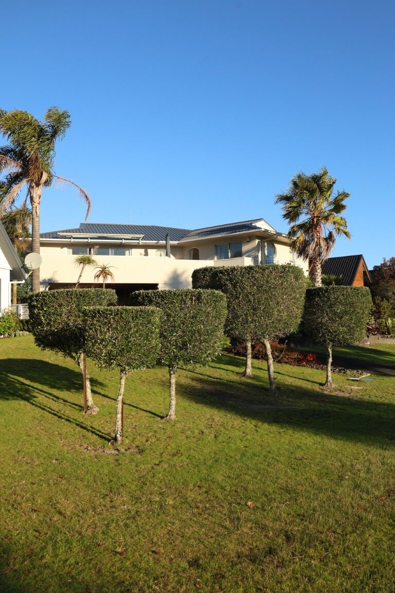 Olea europea - Olive in an urban garden, Topiary