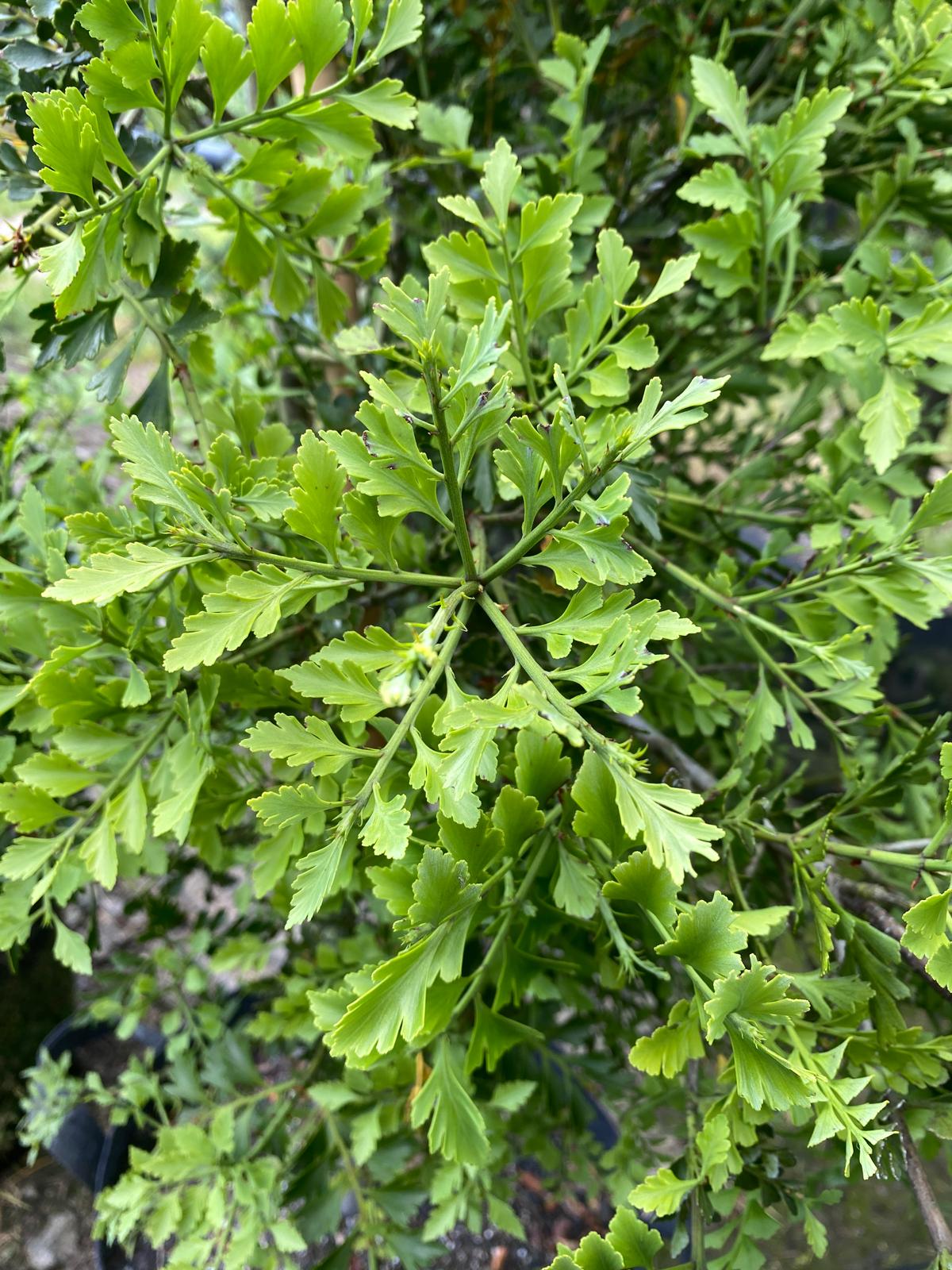Phyllocladus trichomanoides - Tanekaha or Celery Pine green foliage in spring