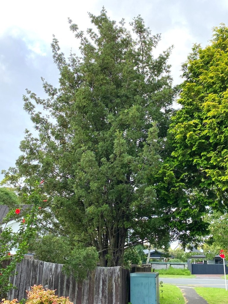 Phyllocladus trichomanoides - Tanekaha or Celery Pine tree in a residential garden