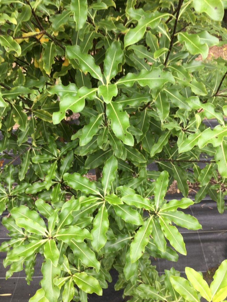 Pittosporum eugenioides - Lemonwood or Tatara lime green long foliage