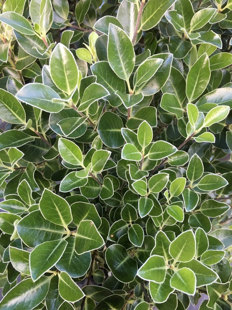 Pittosporum 'Stephen's Island' green foliage