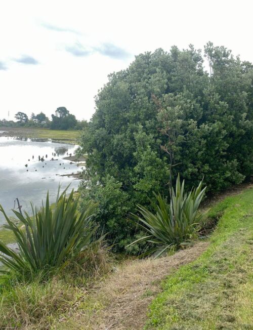 Pittosporum crassifolium - Karo tree beside an estuary