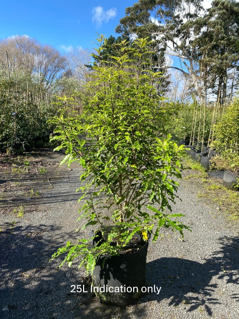 Pittosporum eugenioides - Lemonwood or Tatara 22L Nursery Specimen