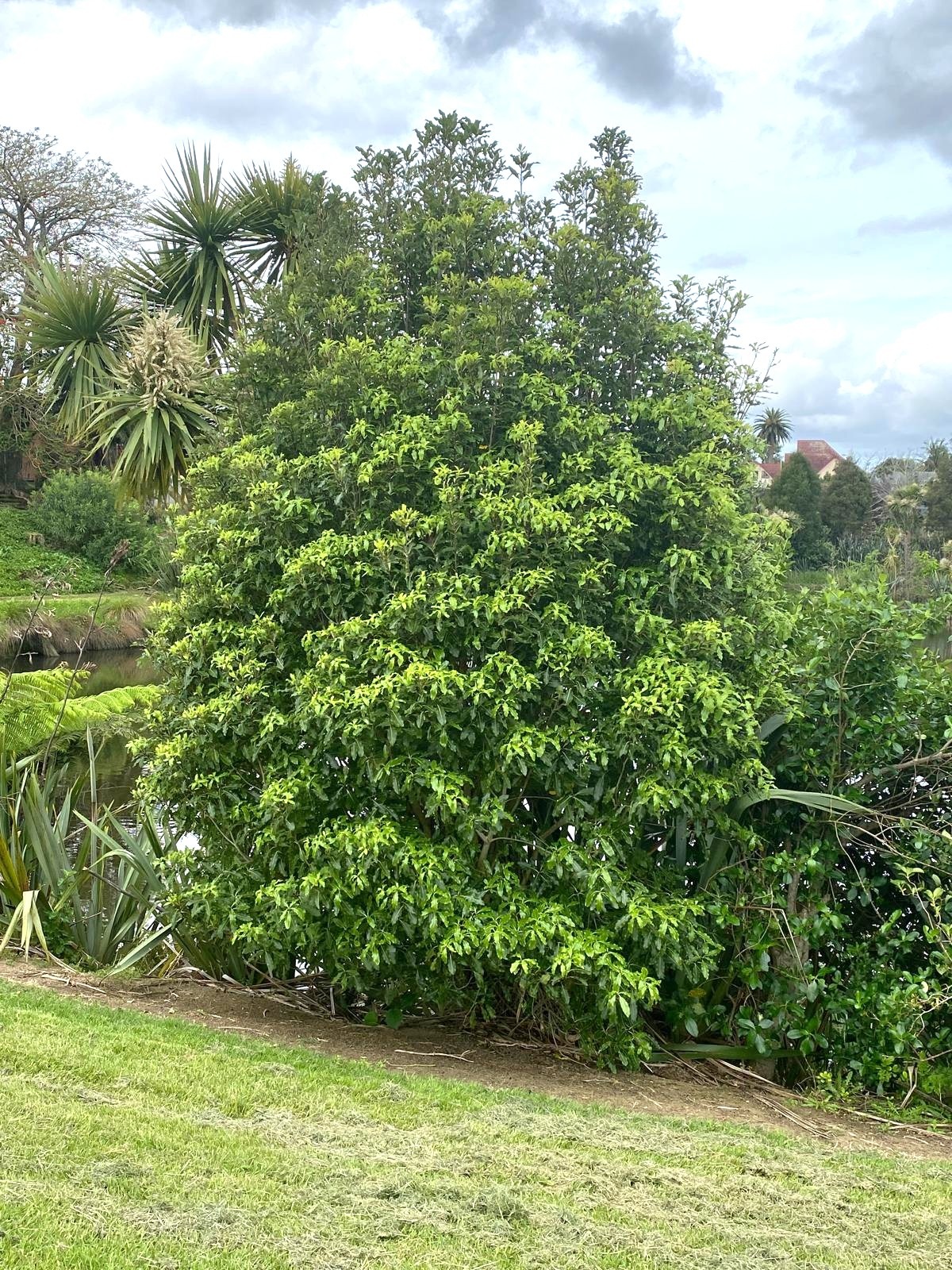 Pittosporum eugenioides - Lemonwood or Tatara tree in a park setting