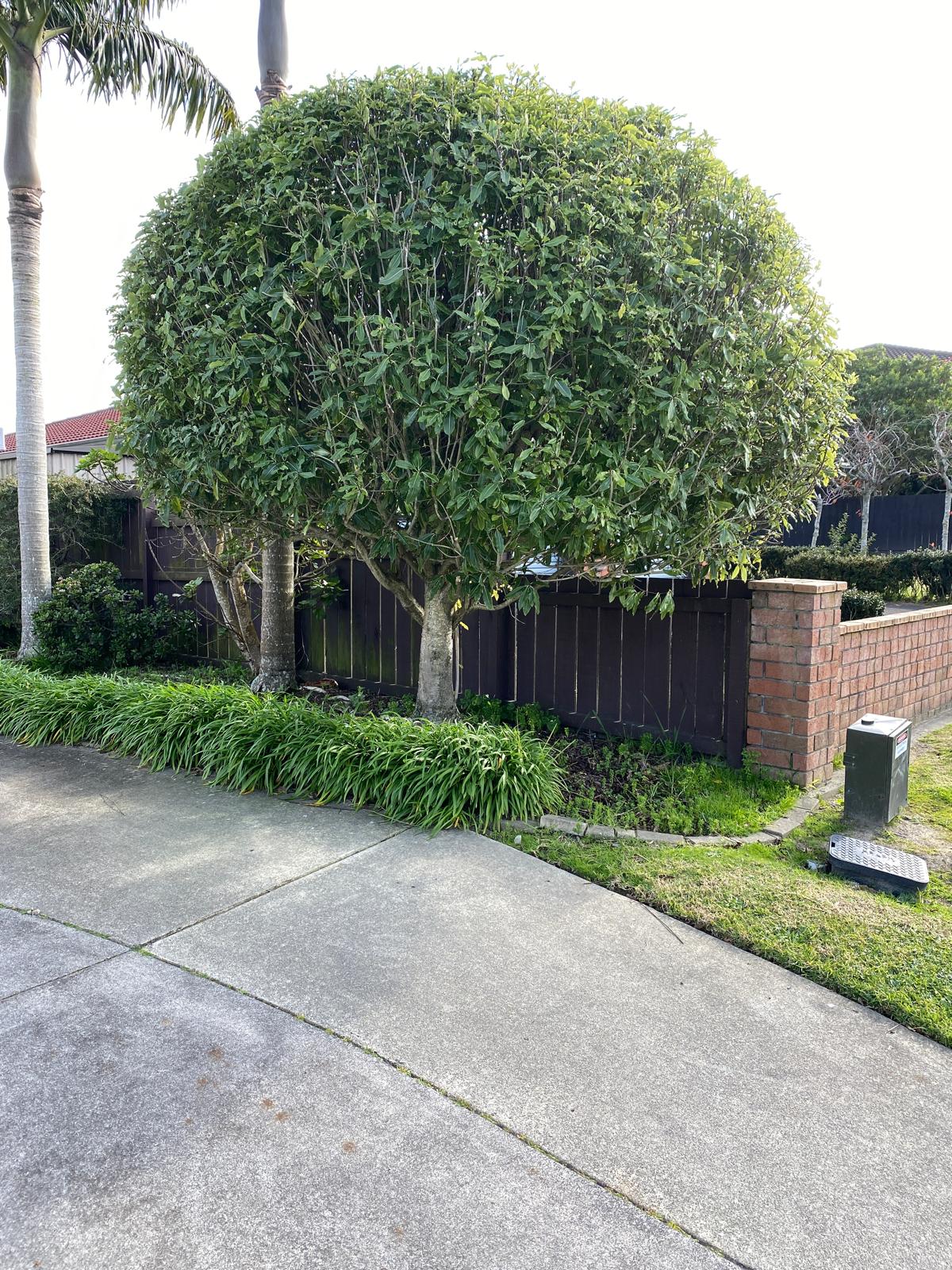 Pittosporum eugenioides - Lemonwood or Tatara in an urban garden