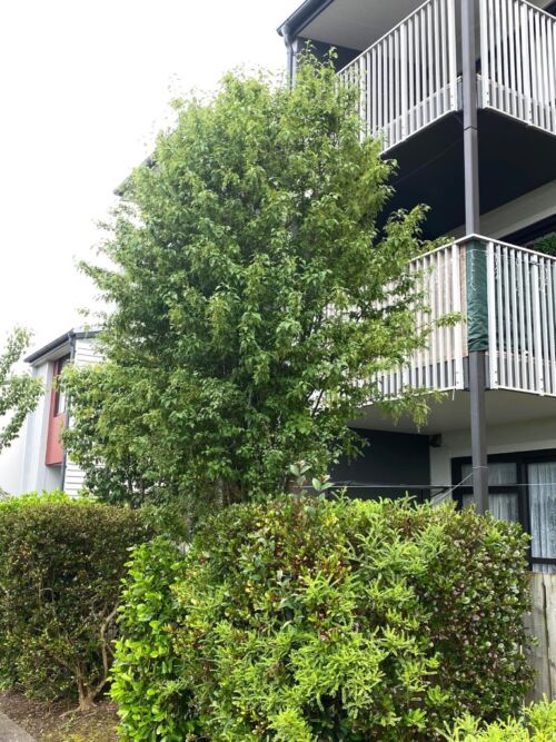 Plagianthus regius - Manatu, Ribbonwood in an urban garden