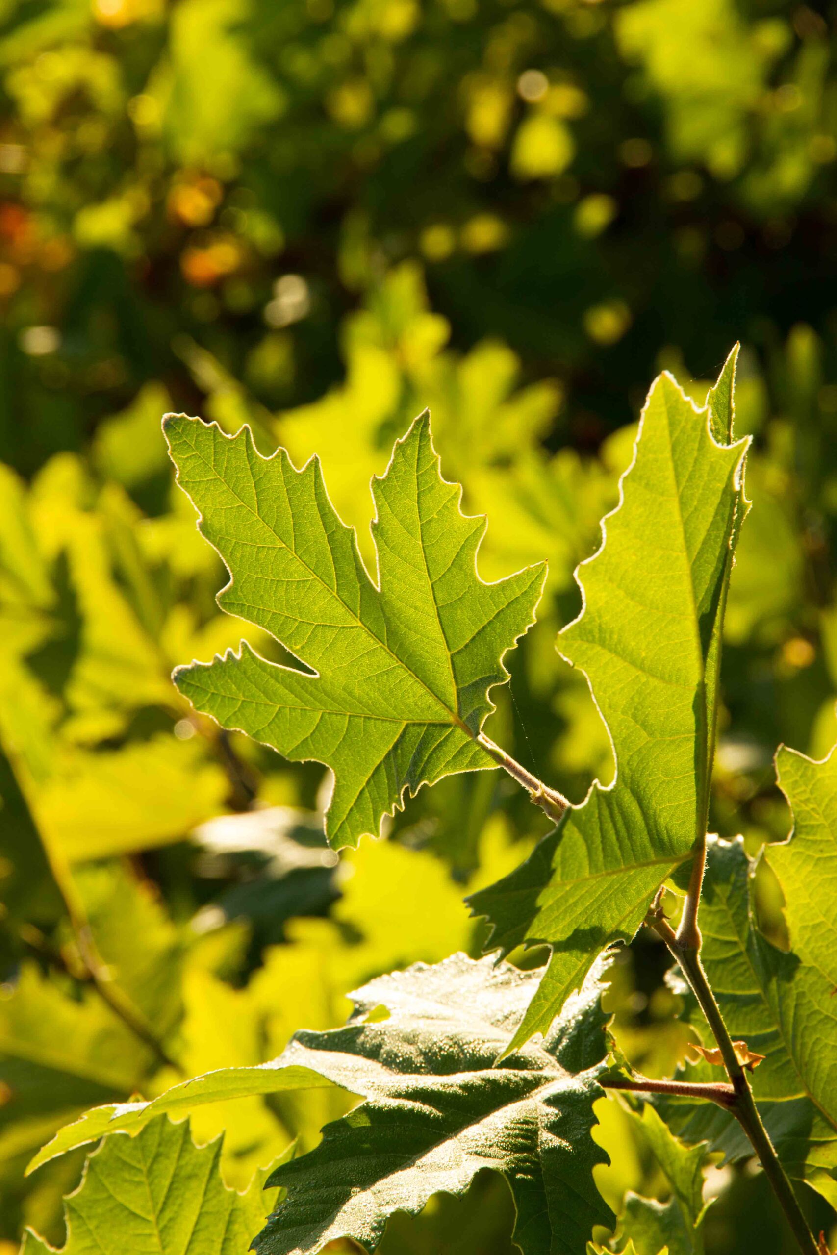 Platanus orientalis - Oriental Plane green deeply serrated leaf