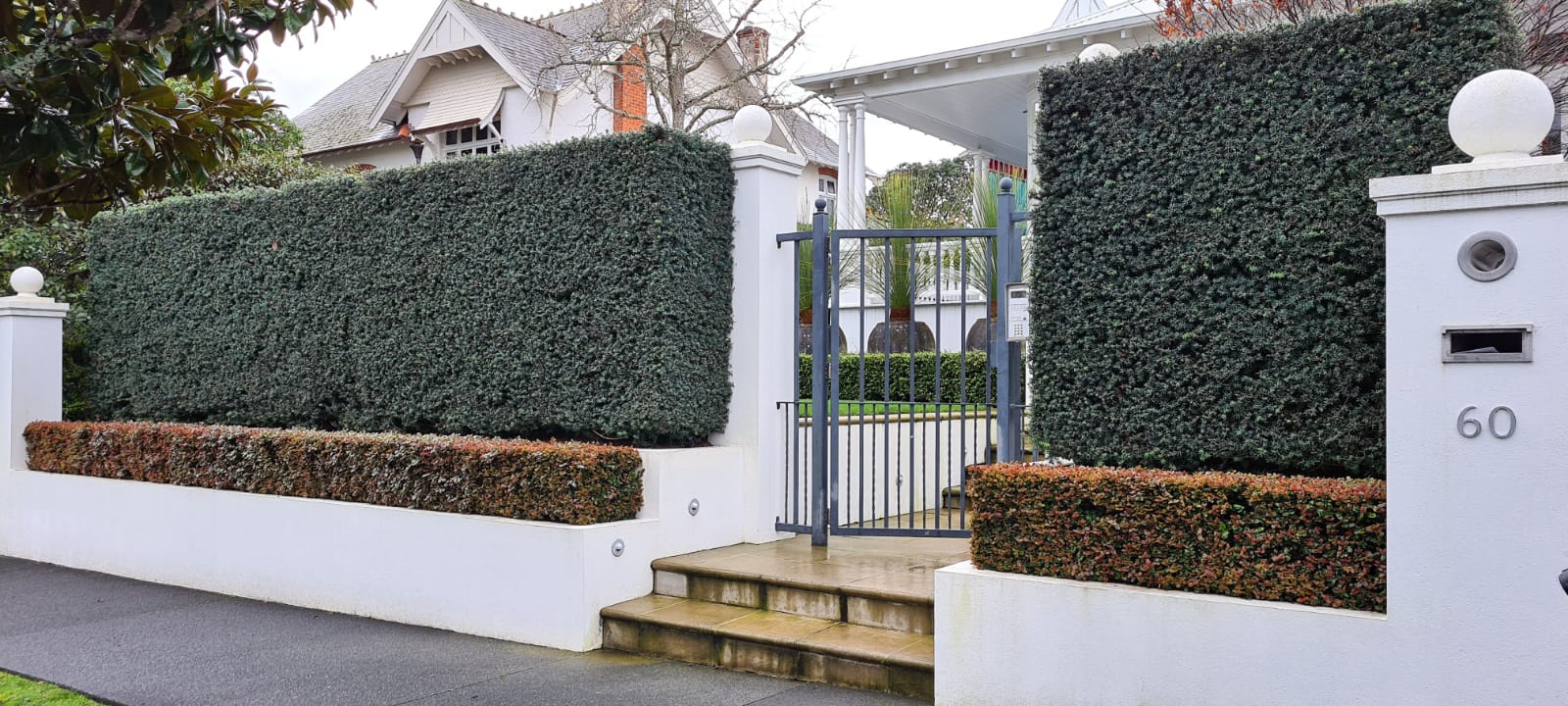 Podocarpus totara 'Matapouri Blue' - Blue Totara formal hedge
