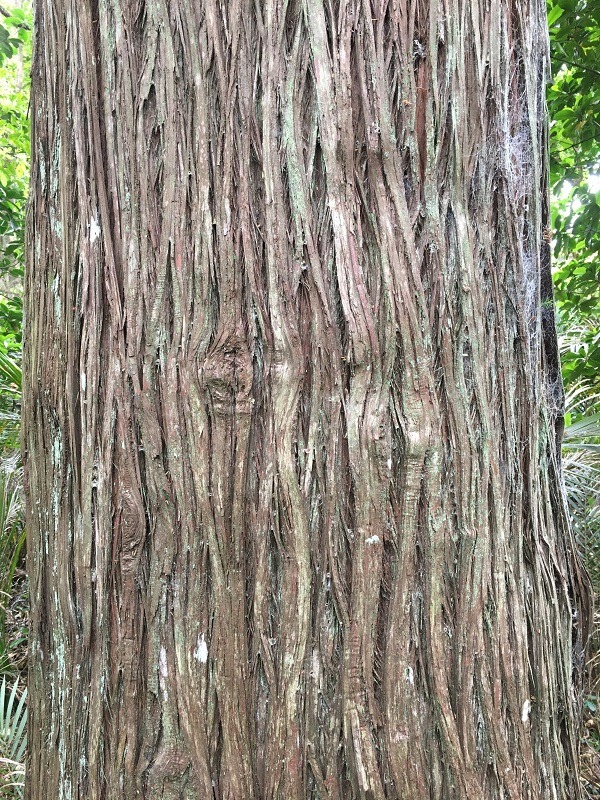 Podocarpus totara - Totara rough brown bark
