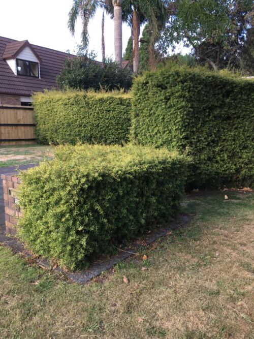 Podocarpus totara 'Black Bridge' – Upright Totara hedge in urban garden