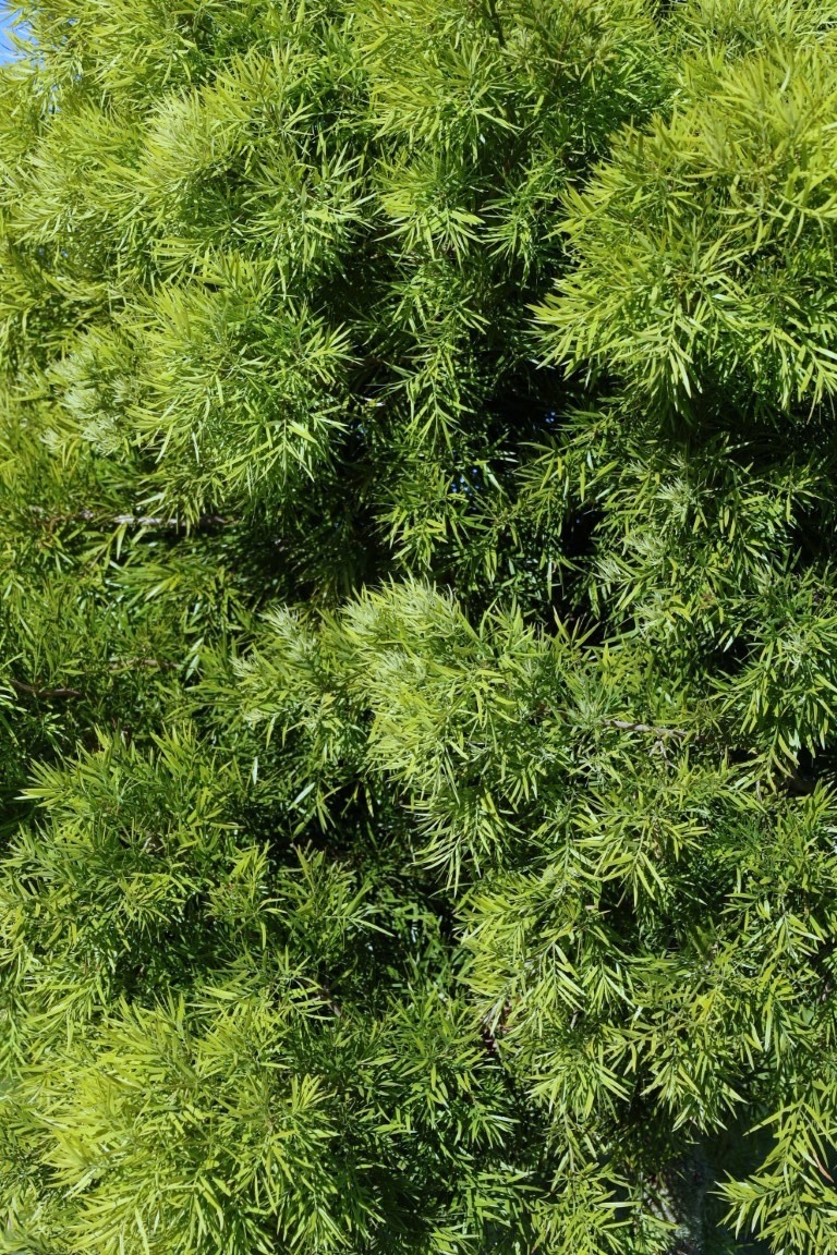 Podocarpus gracilior - African Fern Pine long green foliage