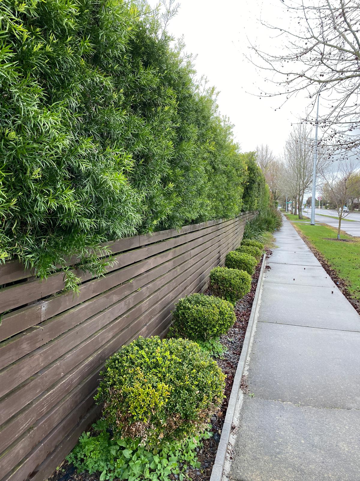 Podocarpus gracilior - African Fern Pine, hedge