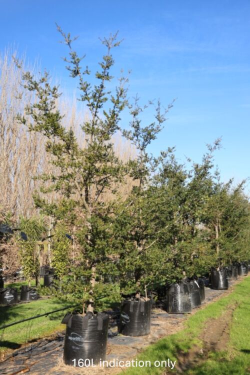 Podocarpus totara 'Matapouri Blue' - Blue Totara 160L Nursery Specimen