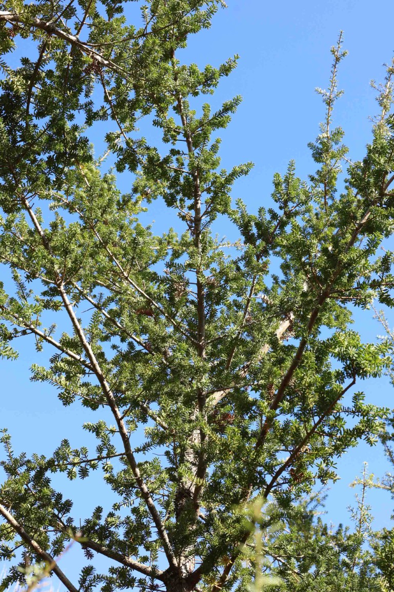 Podocarpus totara 'Matapouri Blue' - Blue Totara, brancking pattern