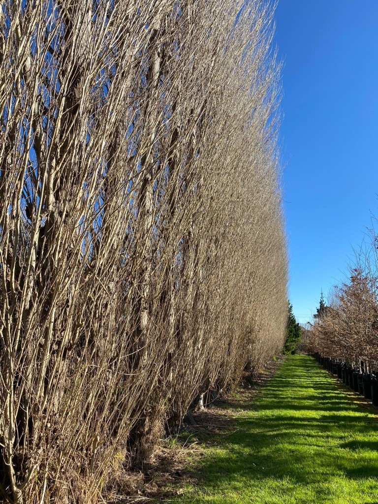 Populus 'Crows Nest' - Upright Poplar Winter shelterbelt