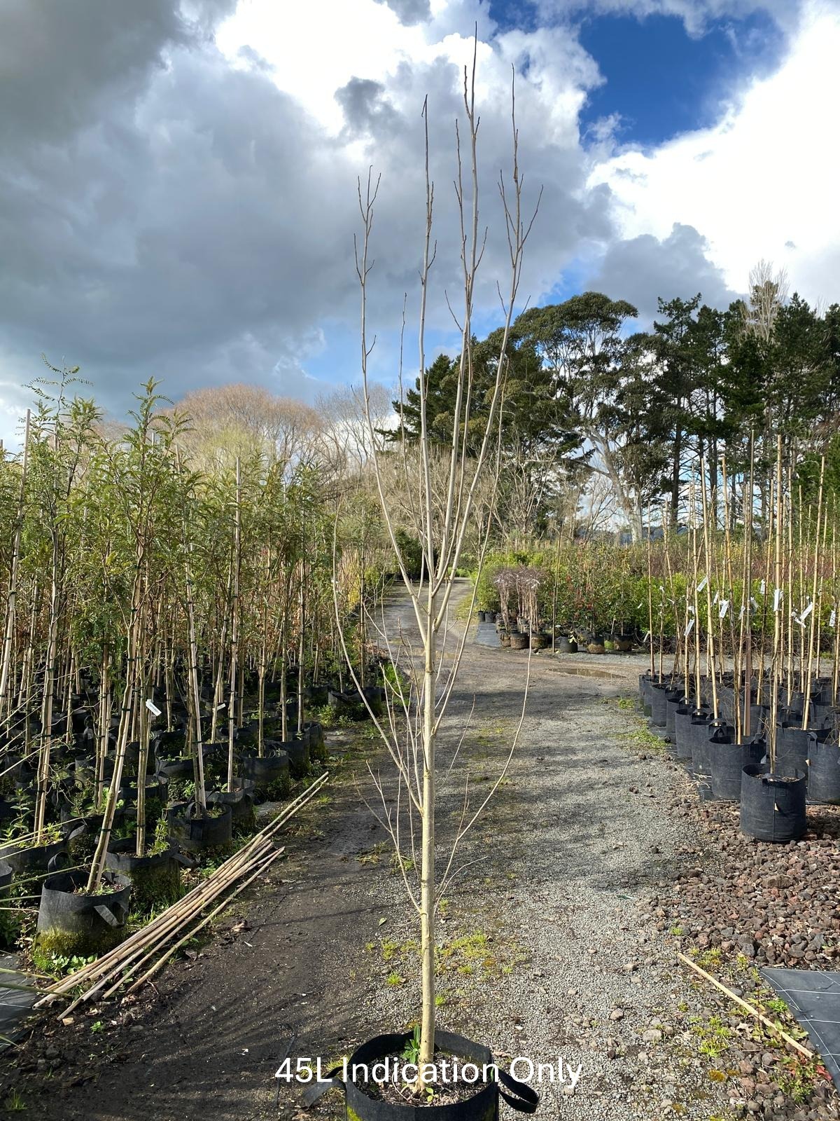 Populus 'Crows Nest' - Upright Poplar 45L Nursery specimen