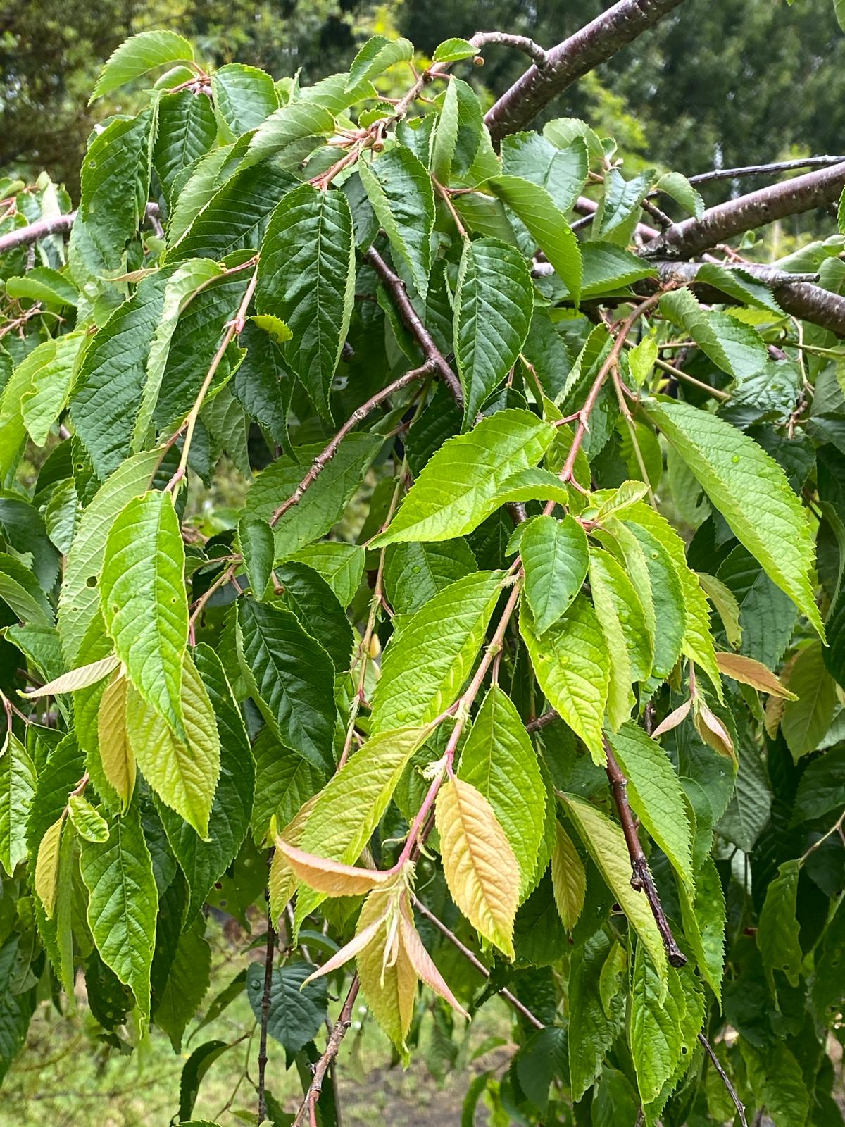 Prunus subhirtella 'Falling Snow' – White weeping cherry summer green foliage