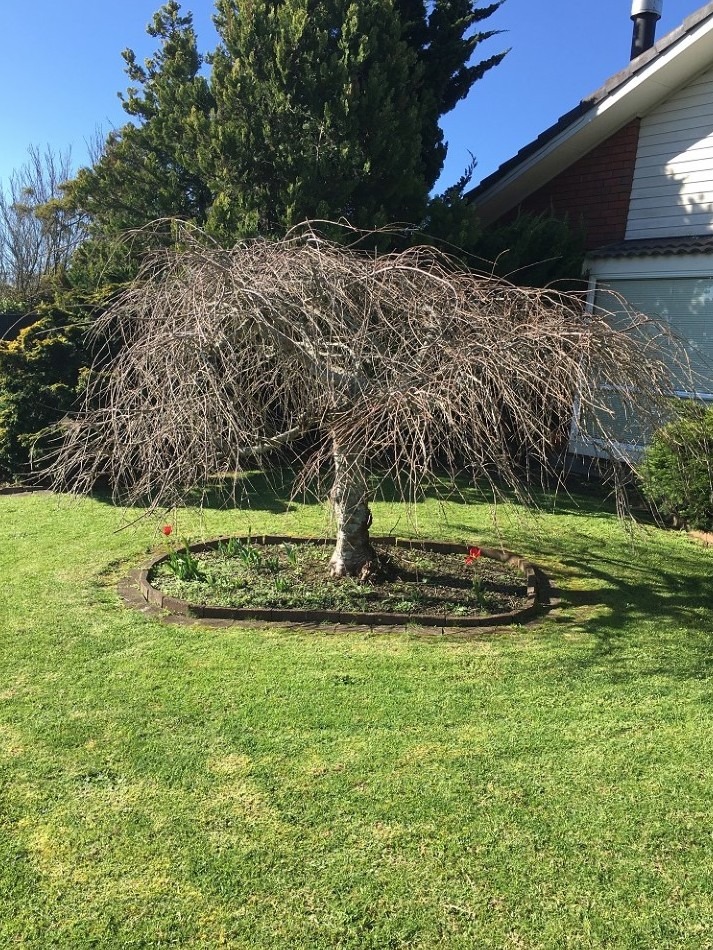 Prunus subhirtella 'Falling Snow' – White weeping cherry tree in an urban garden in winter