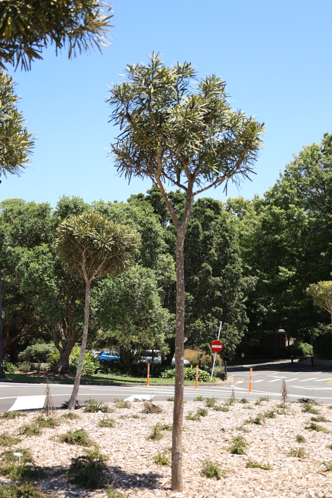 Pseudopanax ferox - Savage Lancewood or Horoeka in Auckland Botanical gardens