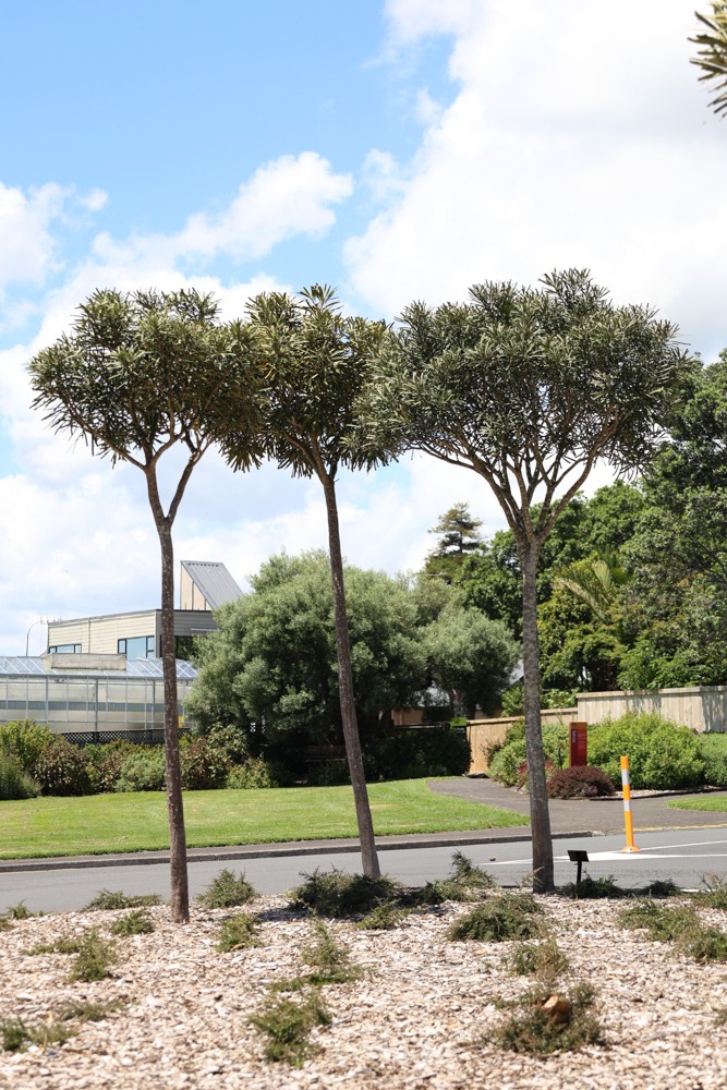 Pseudopanax ferox - Savage Lancewood or Horoeka in Auckland Botanical gardens