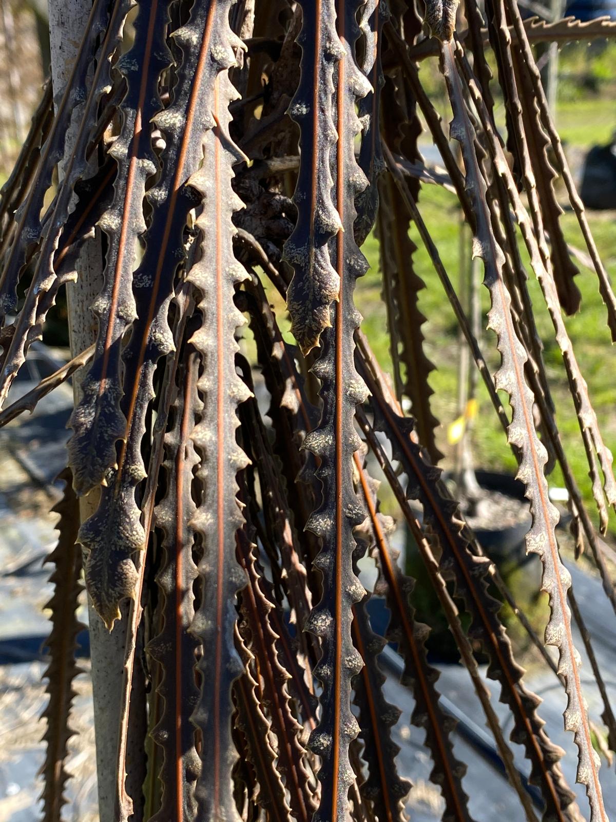 Pseudopanax ferox - Savage Lancewood or Horoeka serrated long leaves