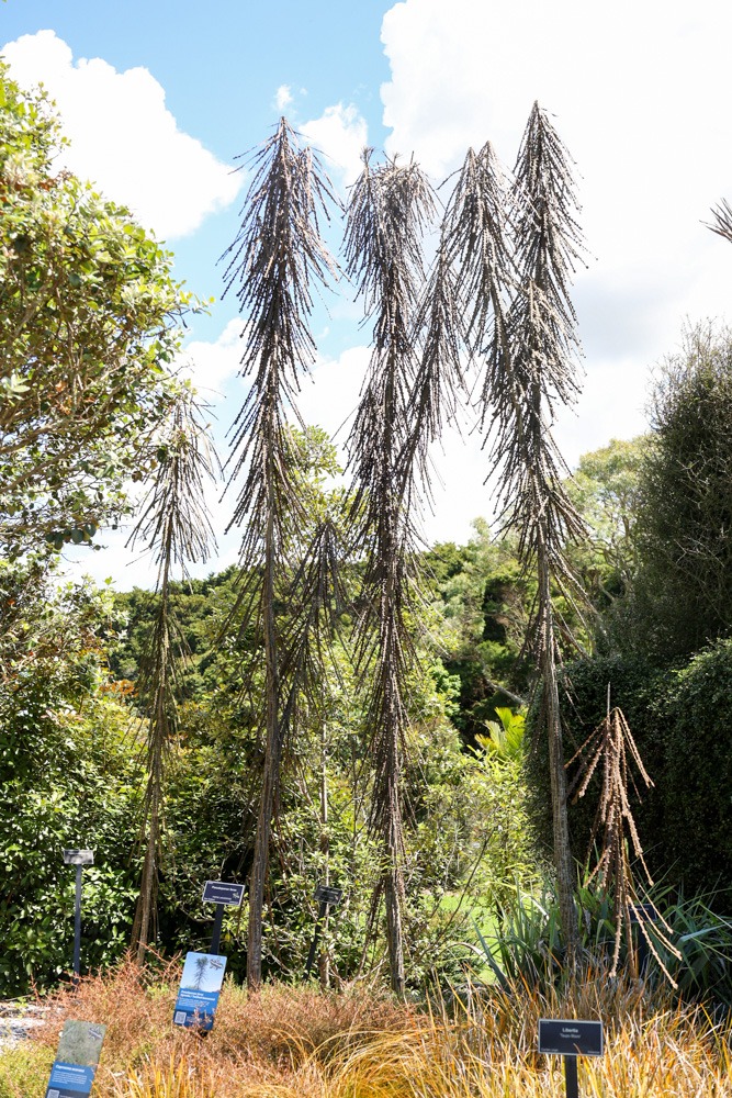 Pseudopanax ferox - Savage Lancewood or Horoeka trees in Auckland Botanical Gardens
