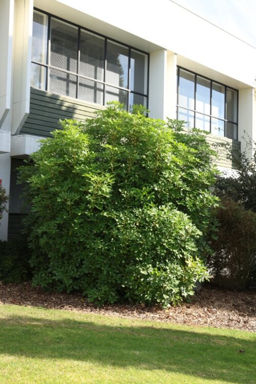 Pseudopanax lessonii - Houpara bush in a commercial site