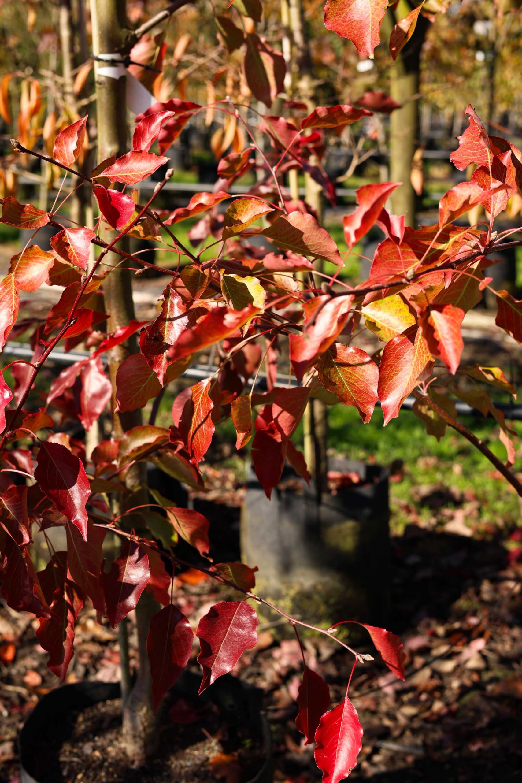 Pyrus calleryana ‘Bradford’ - Callery Pear Autumn red leaves