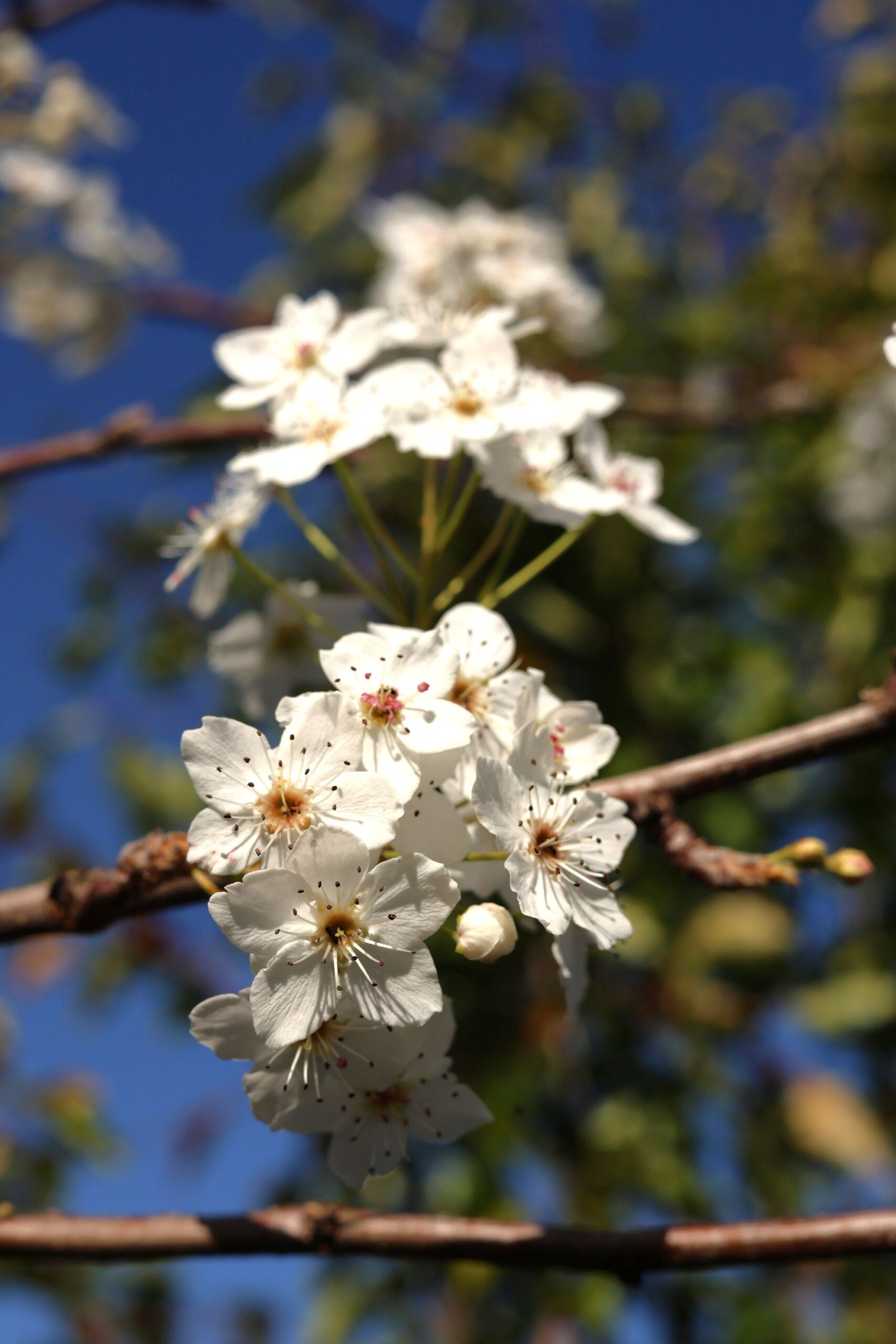 Pyrus calleryana ‘Bradford’ - Callery Pear white flowers