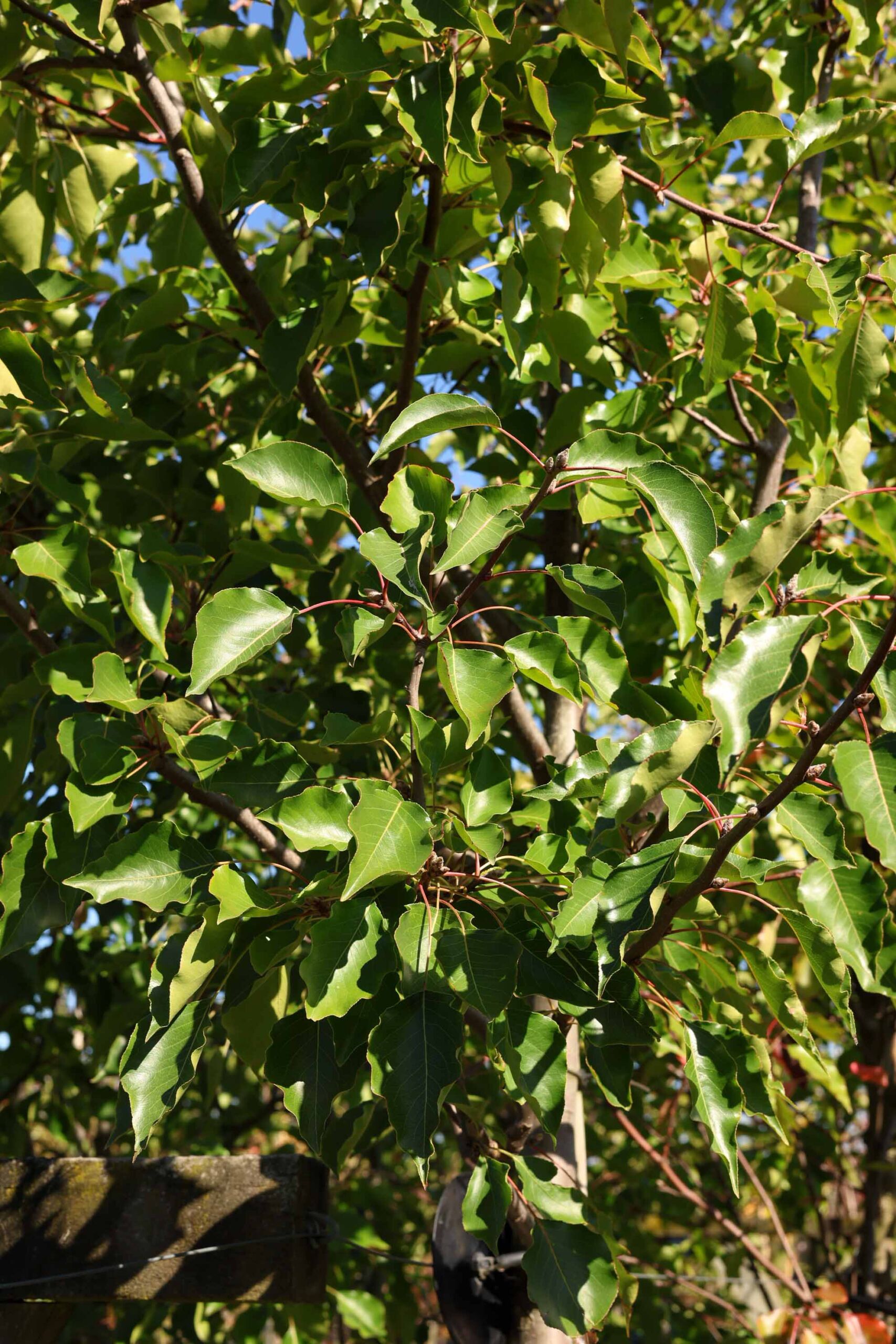 Pyrus calleryana ‘Bradford’ - Callery Pear green summer foliage