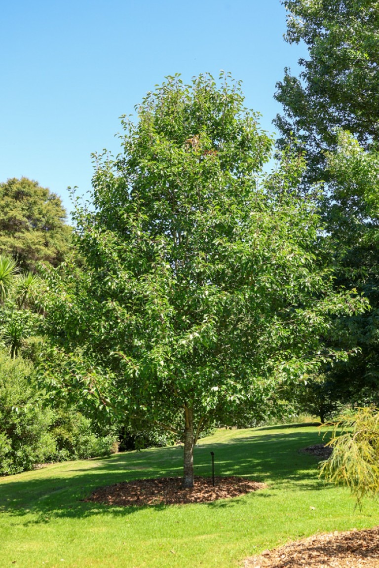 Pyrus calleryana 'Aristocrat' - Callery Pear tree in summer in Auckland Botanic Gardens