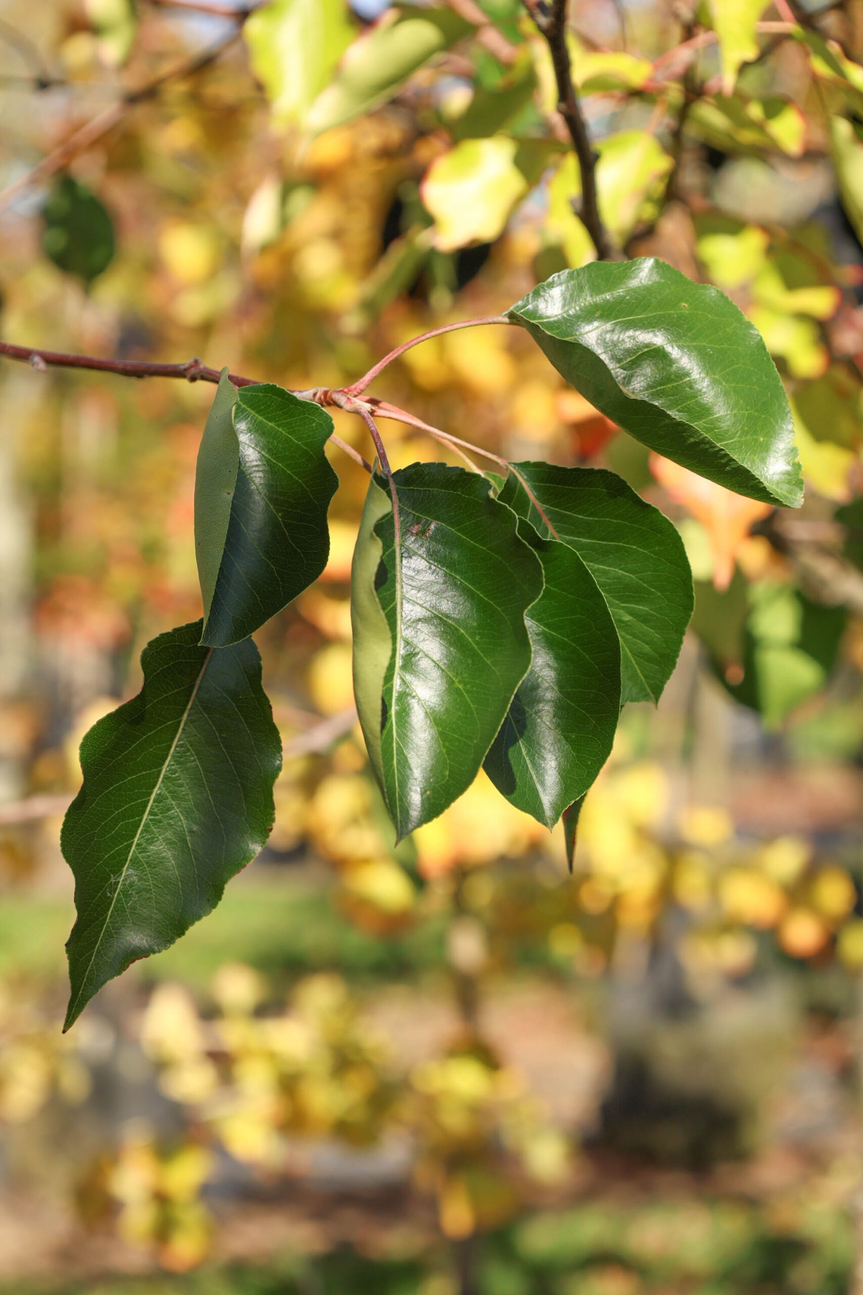 Pyrus calleryana ‘Bradford’ - Callery Pear green summer foliage