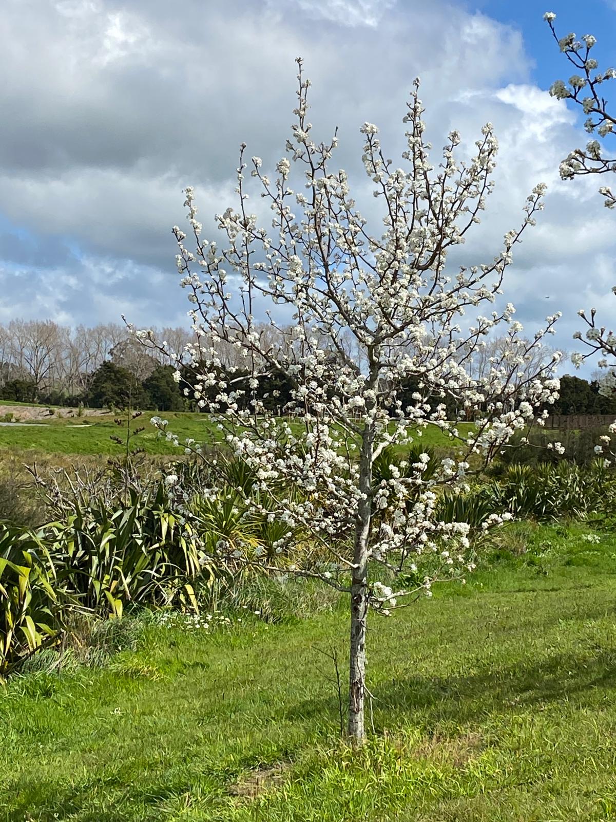 Pyrus calleryana 'Aristocrat' - Callery Pear in spring blossom