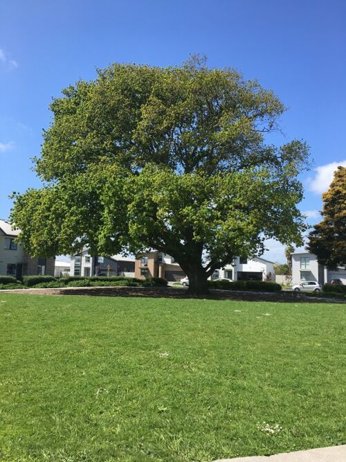 Quercus robur - English Oak tree in a park