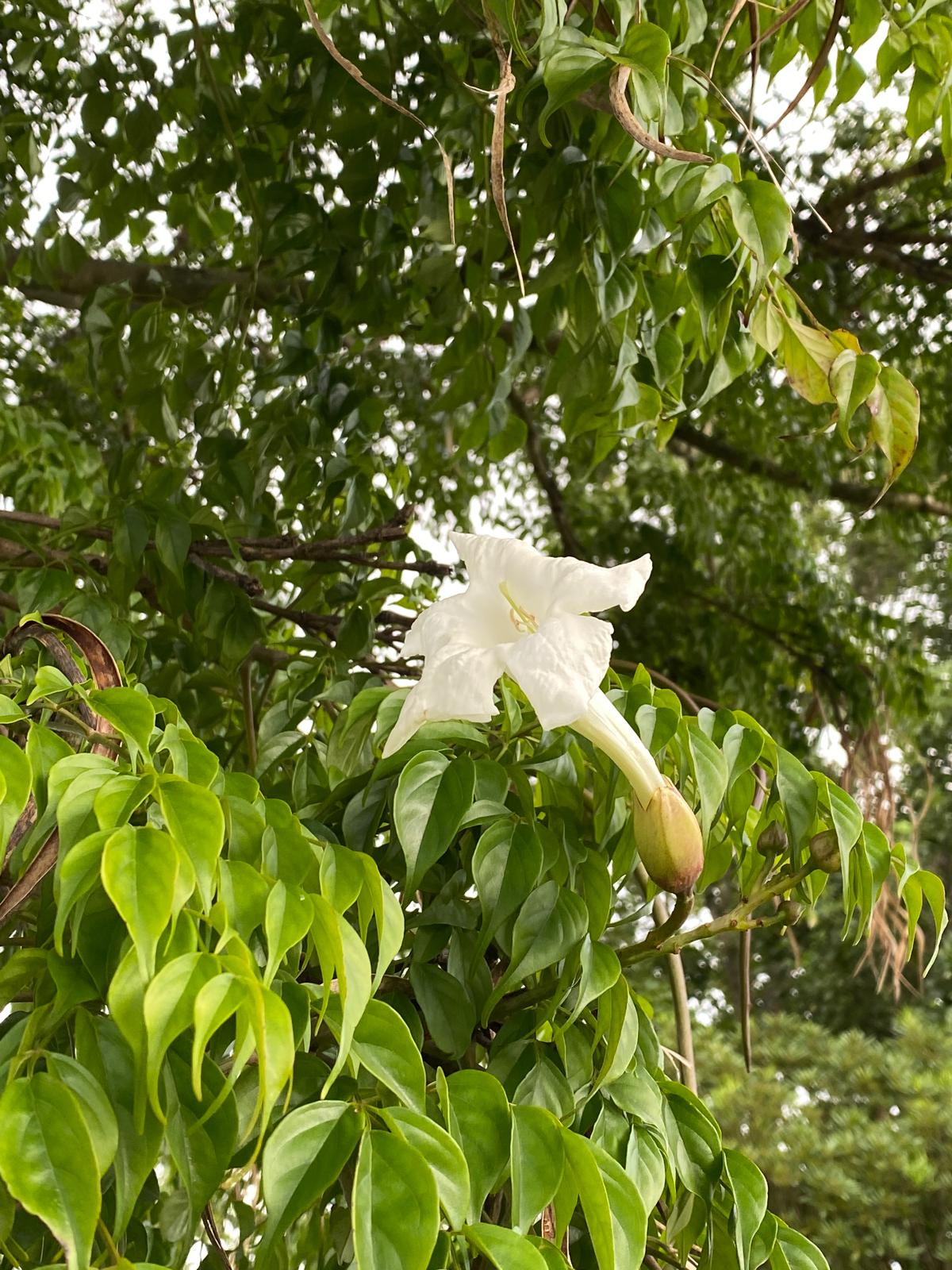 Radermachera sinica - Canton Lace or China Doll white trumpet flower
