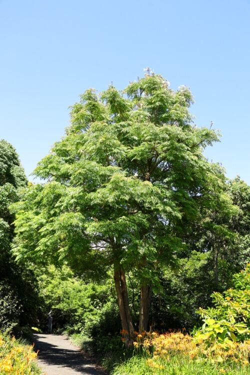Radermachera sinica - Canton Lace or China Doll tree in summer at Auckland Botanical Gardens